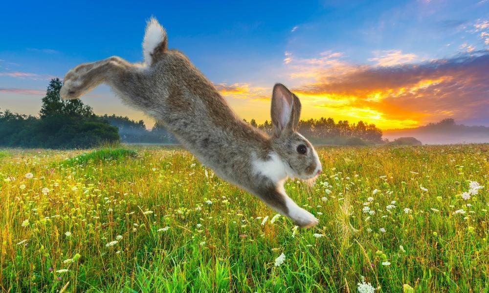 A brown and white rabbit jumps into grass with sunrise in the background