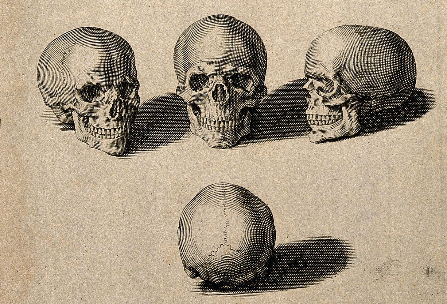Engraving of four skulls, each angled differently.