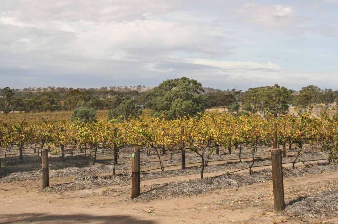 vineyard in Clare Valley wine region