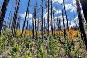 Nine years after the 2012 High Park Fire burned a stand of lodgepole pine that had been severely affected by the mountain pine beetle, lodgepole and aspen saplings were rebounding on this slope in the Arapaho and Roosevelt National Forests. A CSU-led study has found that forests are not regenerating fast enough to keep pace with climate change, wildfire, insects and disease. Photo by Katie Nigro, September 2021