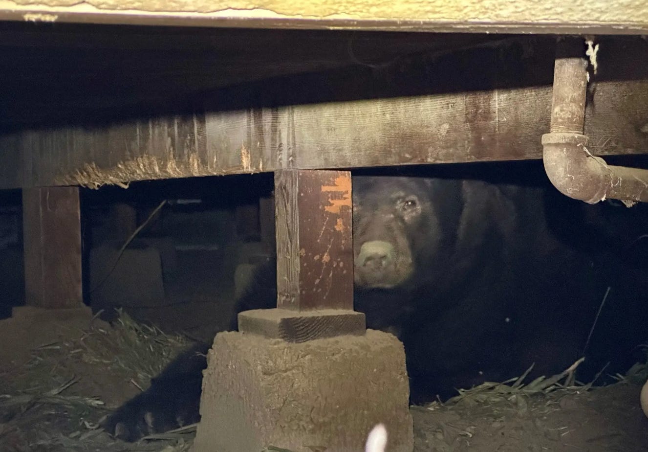 A bear's face is peeking out from behind wooden pillars and concrete columns inside a short crawlspace