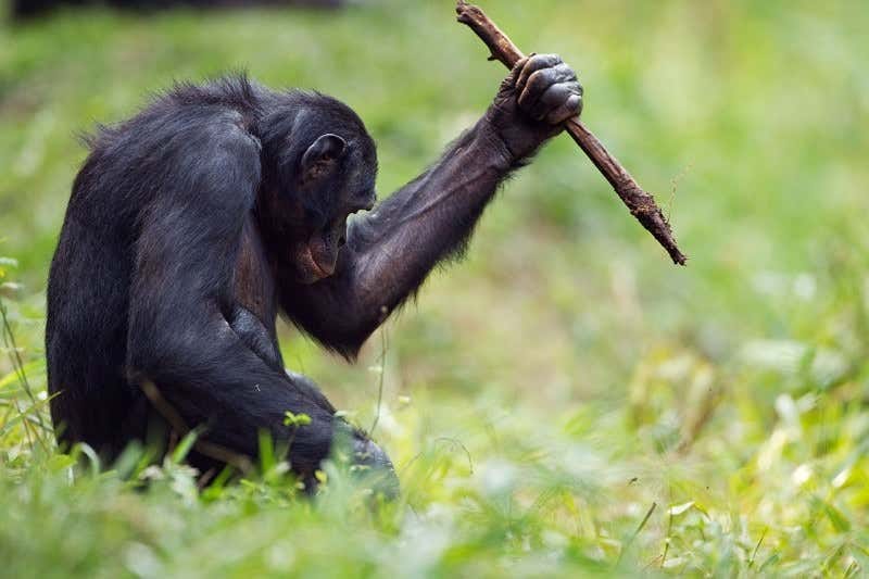 Bonobos use a range of tools like stone-age humans | New Scientist