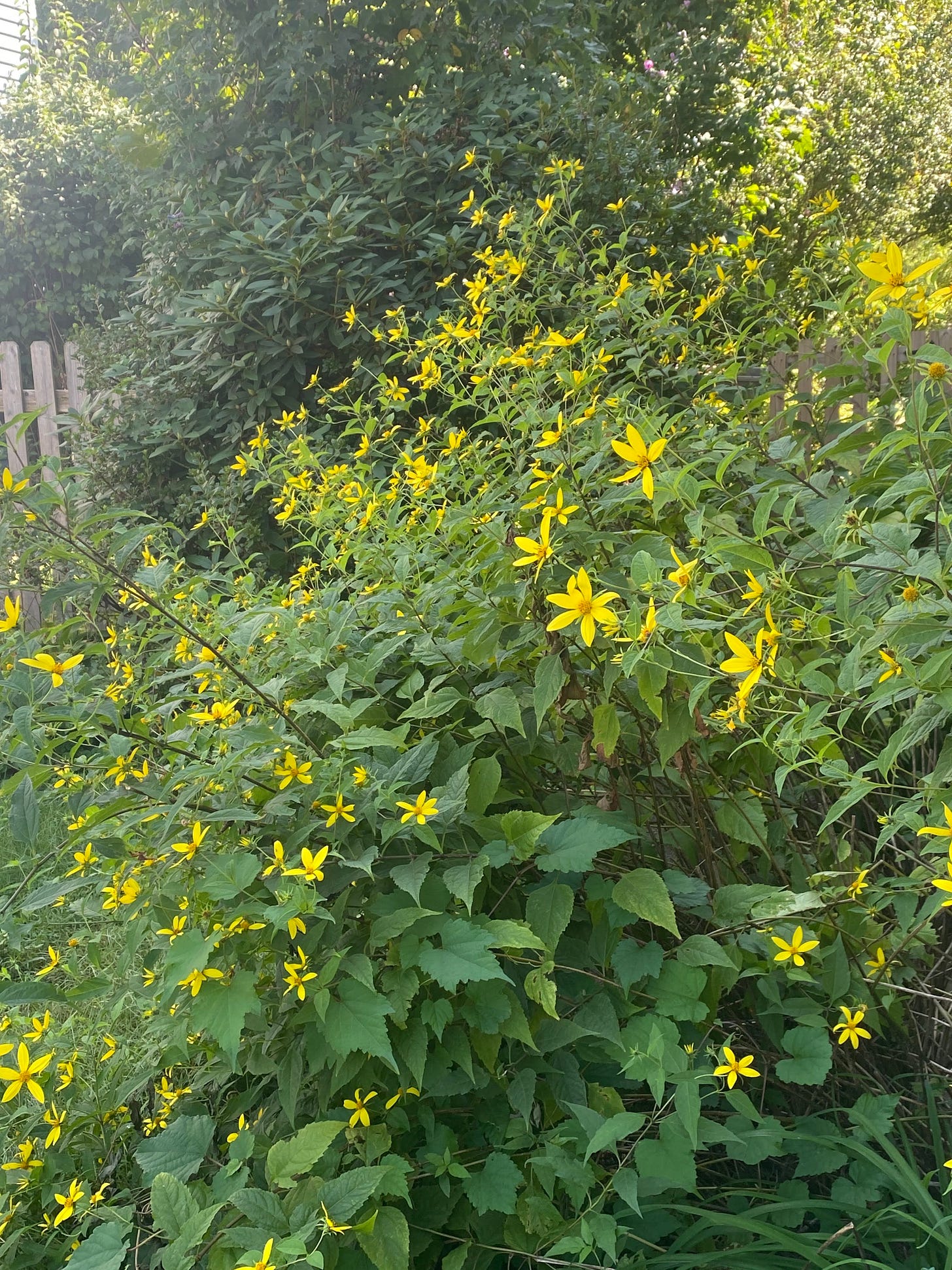 wild small yellow sunflowers 