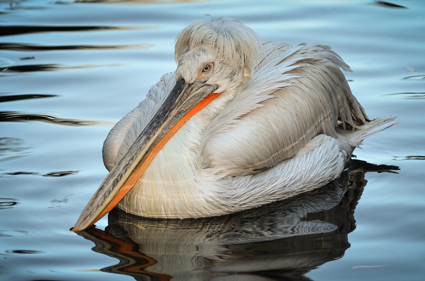 Dalmation pelican