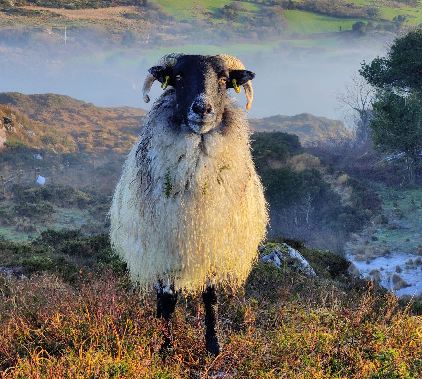 blackface sheep on hill
