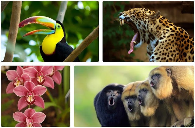 Floresta Tropical Biodiversidade, Ameaças e Conservação