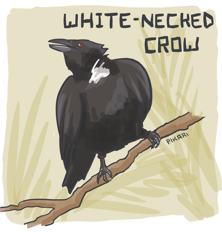 Illustration of a black crow perched on a branch with his head held upward. He has a white patch under his neck and red eyes.