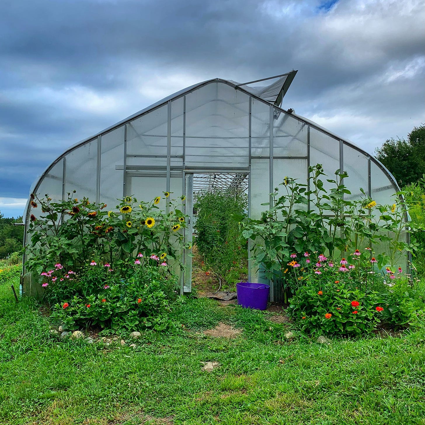 Sunflowers, echinacea, and zinnias bloom in front of a greenhouse with an open door