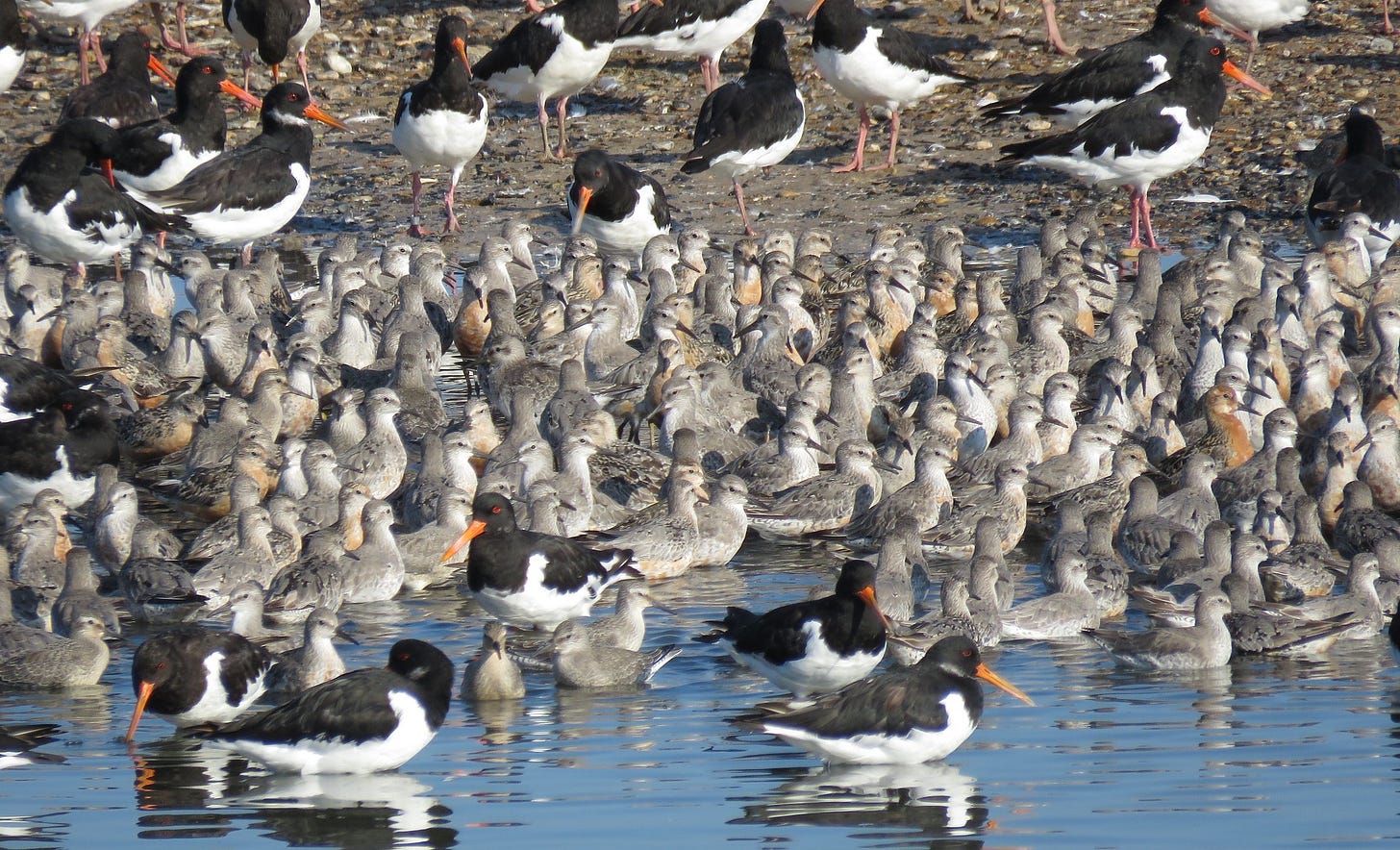Flocks of knot and oystercatcher resting on the gravel pits