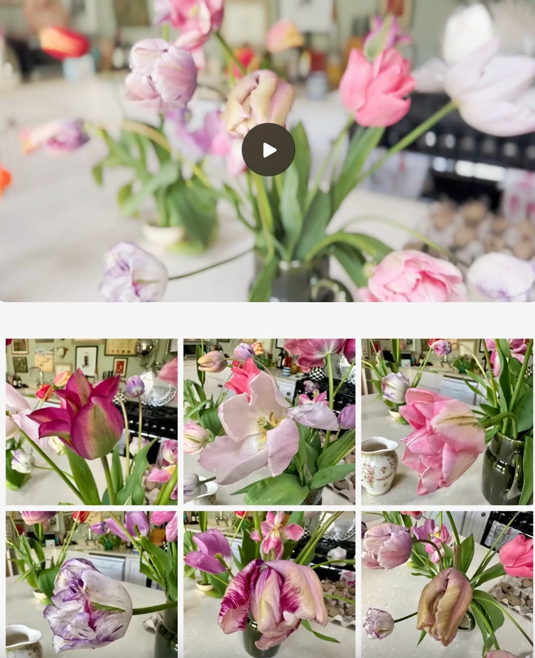 Beautiful tulips in pink and white