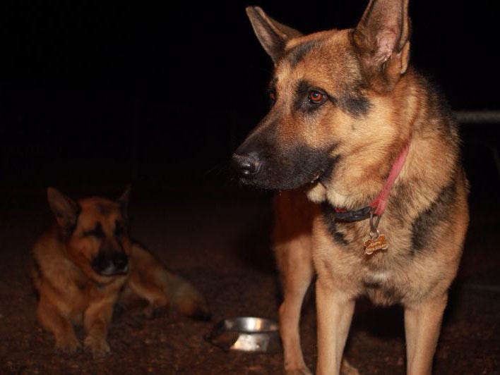 Image of two German Shepherds at night.