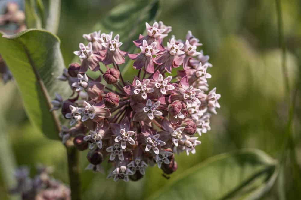 Common milkweed flowers