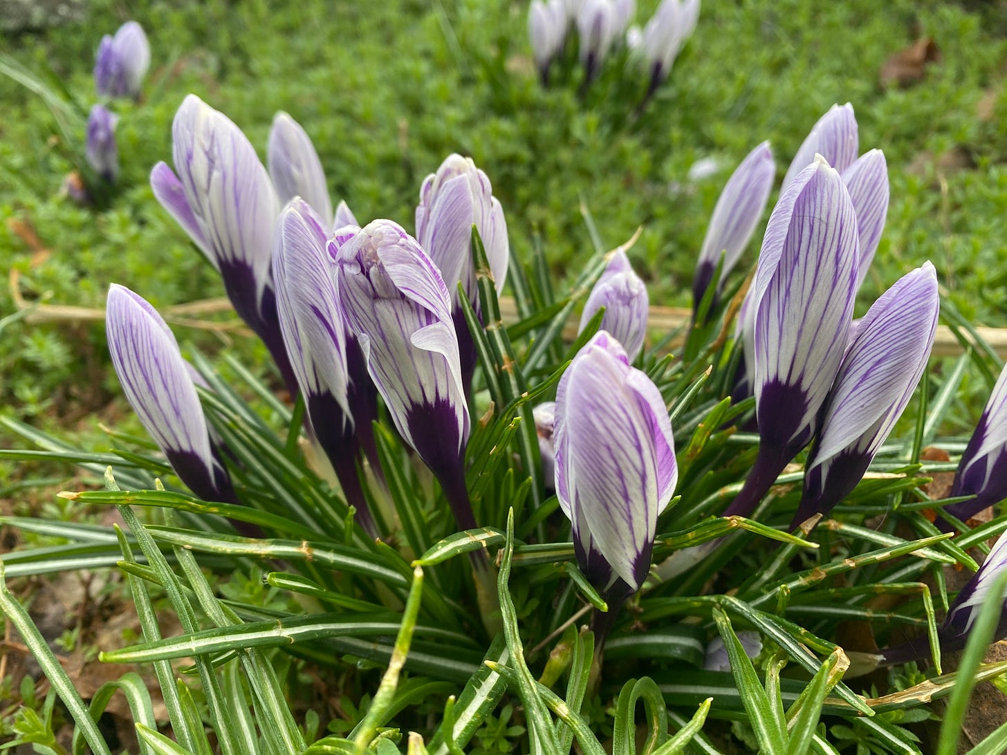 light purple flowers, not opened, in the grass