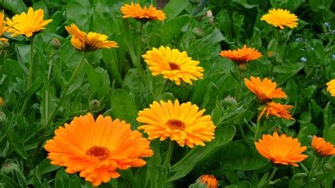 Calendula officinalis: Sistematica, Etimologia, Habitat, Descrizione ...