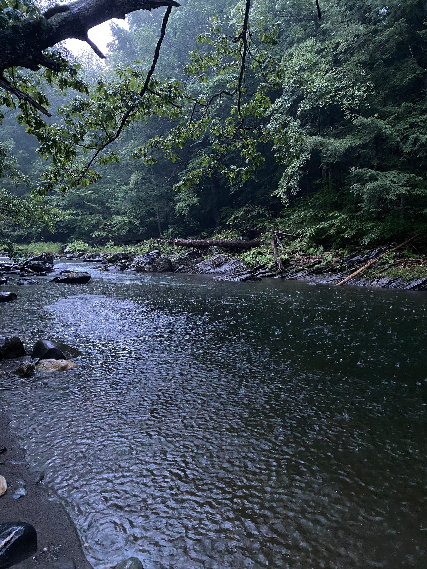 A deep pool in the river surrounded by trees; raindrops are falling on the surface of the water.