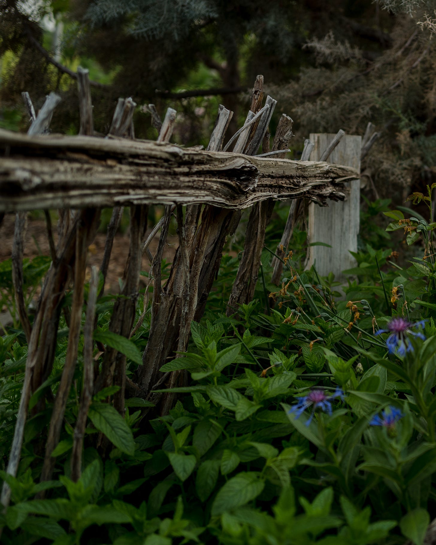 Cottage garden | The Elliott Homestead (.com)