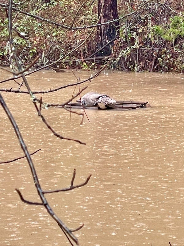 Two canadian geese tucked tightly together on a raft floating in a flooding pond. They are bedraggled. The pond is chocolate milk colored. 