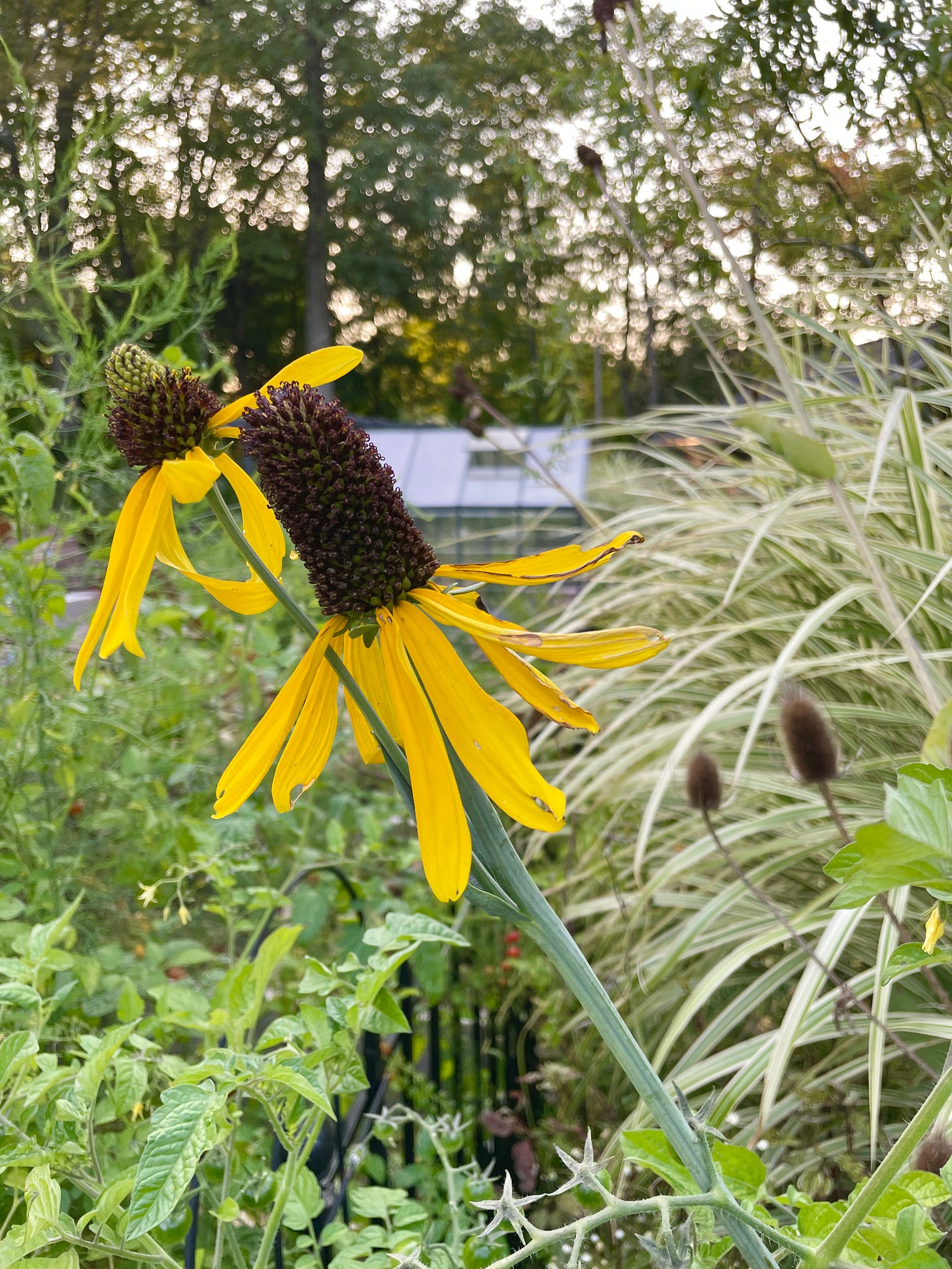 Rudbeckia maxima near the Kitchen Garden