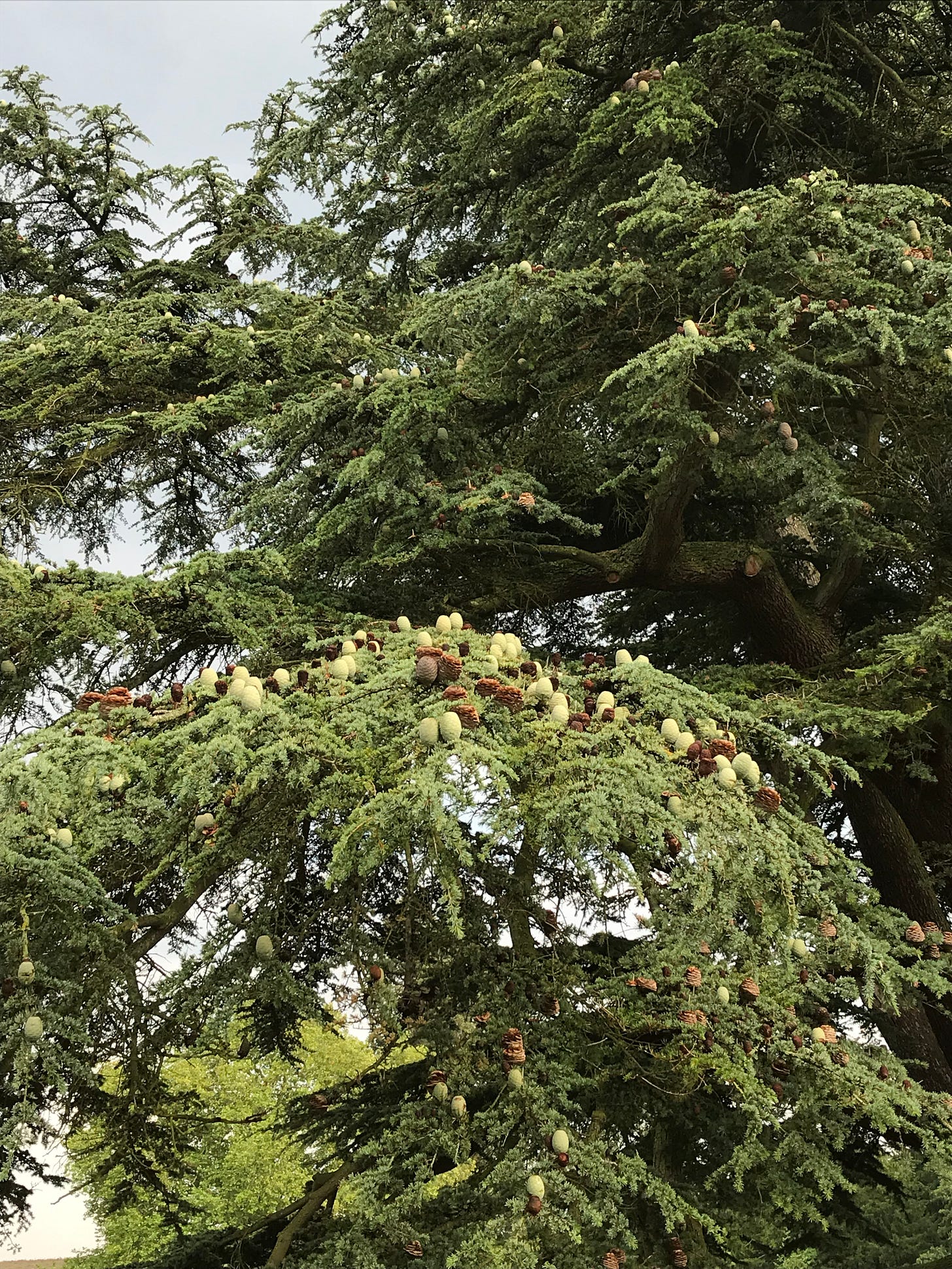 An image looking up into a cedar tree's canopy, pruned branches visible between the dense and smoothly flowing foliage.