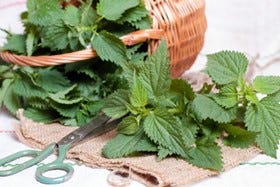 basket of nettles 