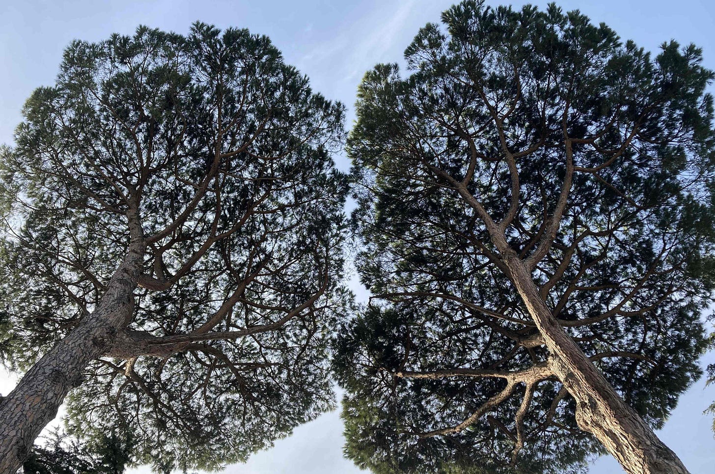 Looking upward through the canopy of two pine trees, sky pale blue due to wispy cloud, sunlight on tree trunk