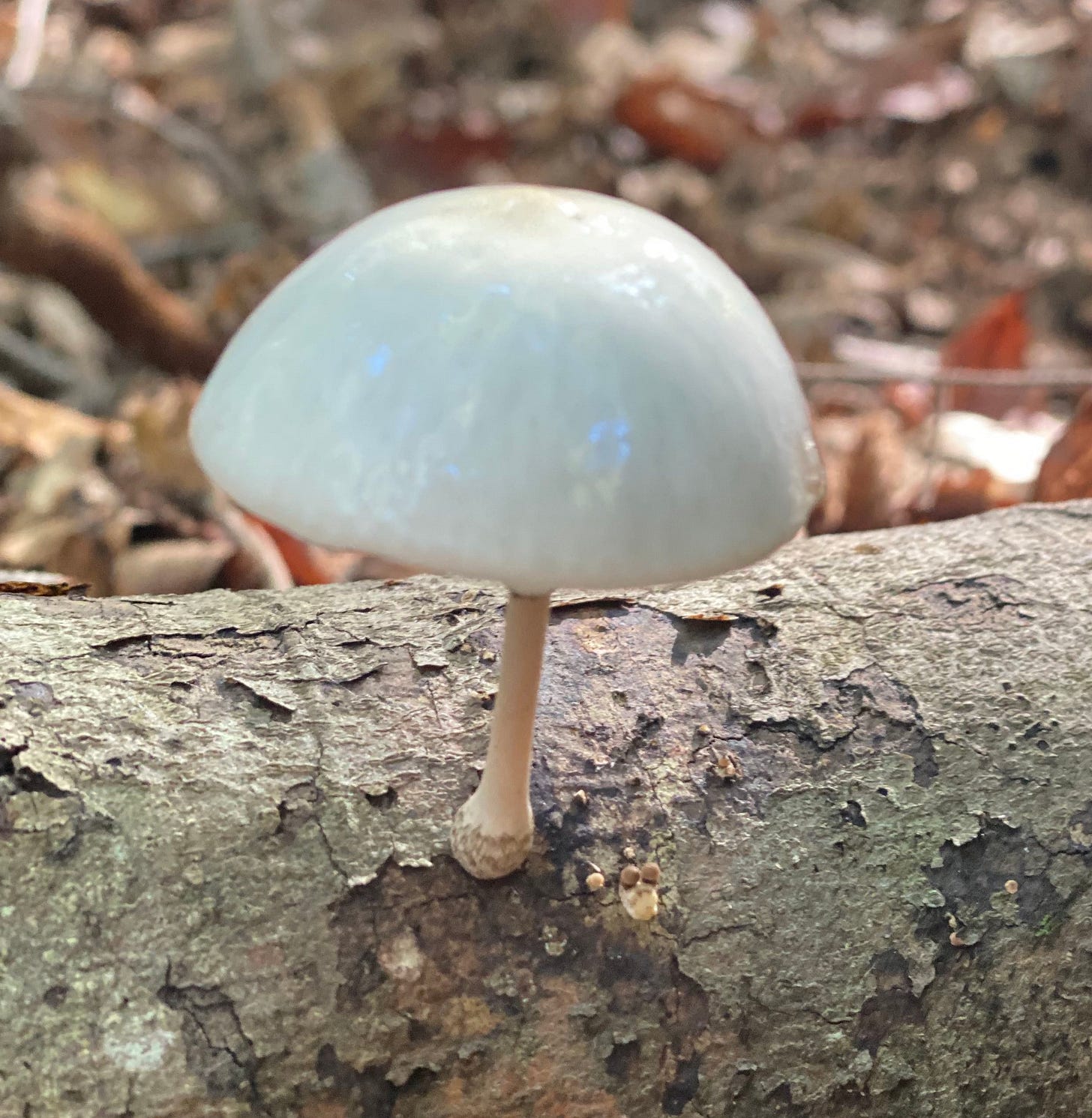 Porcelain Fungus (Oudemansiella mucida)