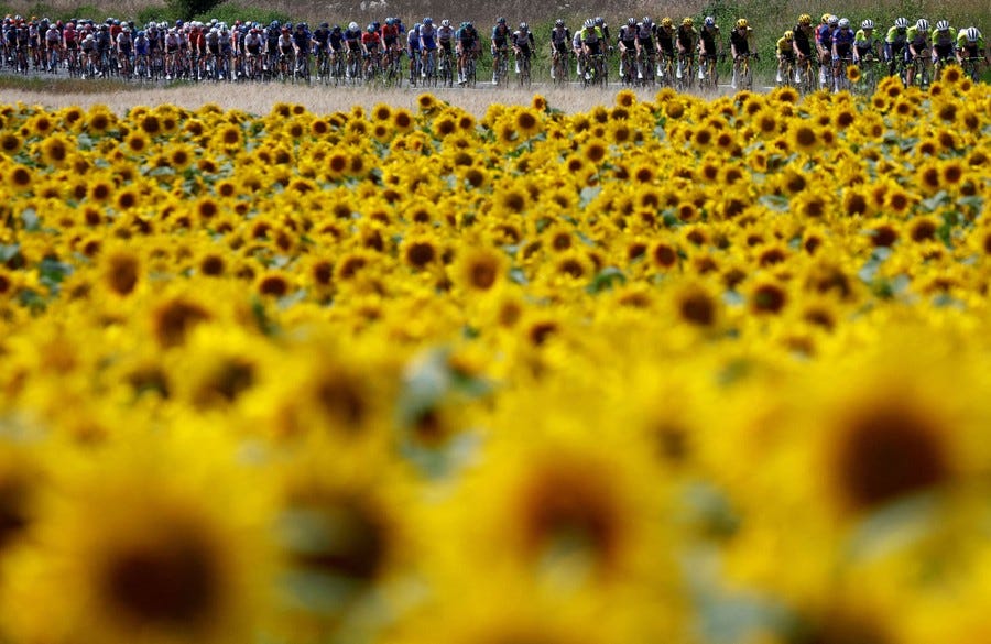 Cyclists race on a rural road past a field of sunflowers.