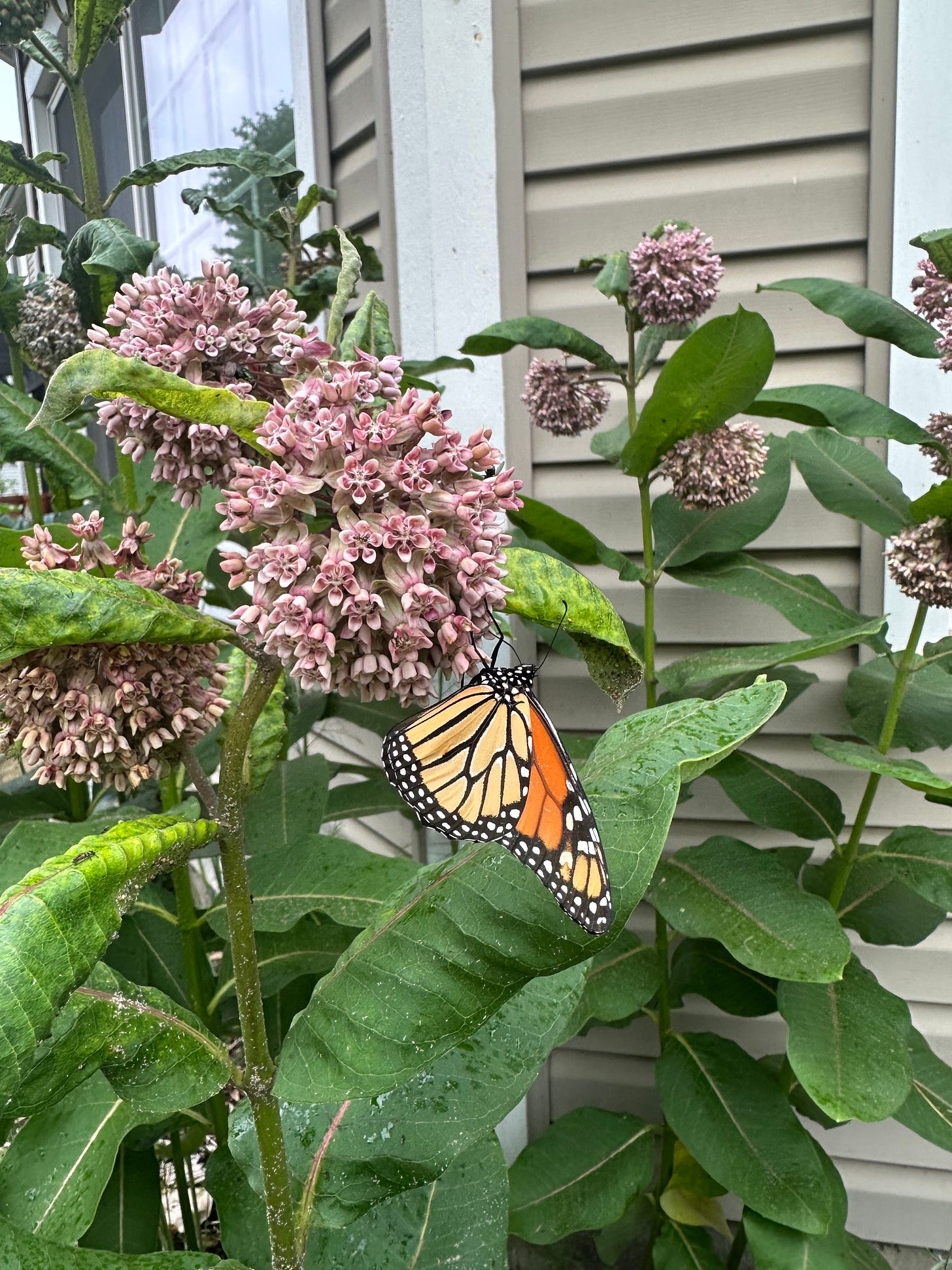 Milkweed Monarch