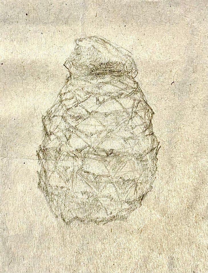 a pencil sketch of a pinecone