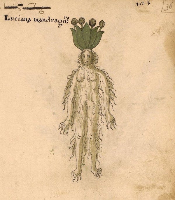 A yellowed page from a 15th century herbarium with an illustration of a human-like figure covered with hair-like roots. A bundle of green leaves and round fruits emerges from her head. The words "Luciana mandragora are lettered on the upper left.