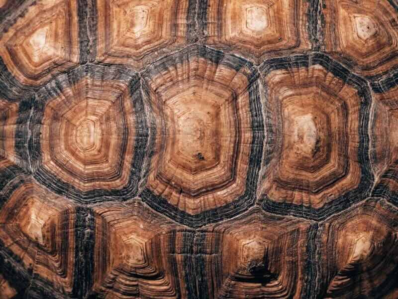 Close up of a turtle shell tesselation.