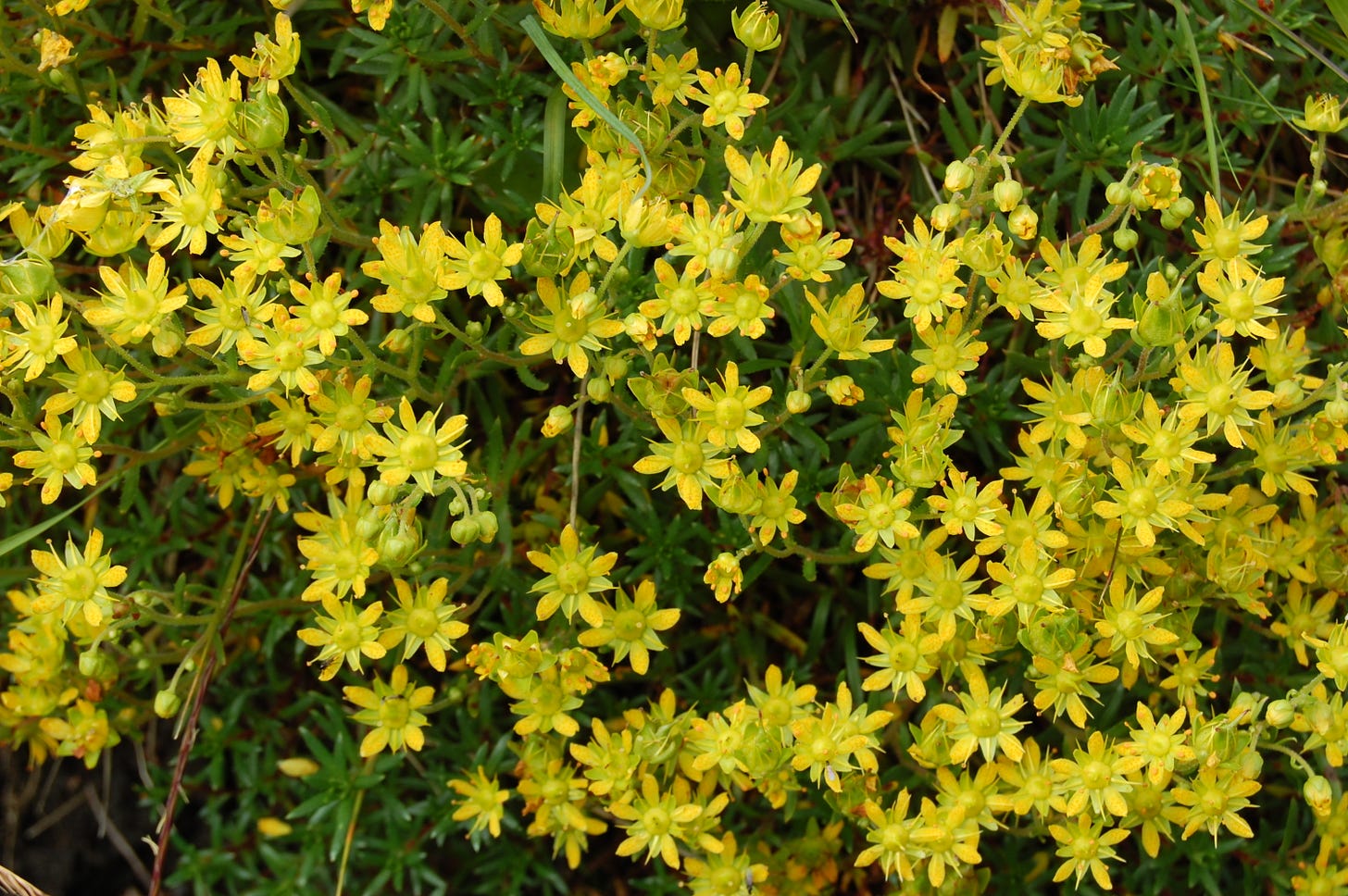 golden saxifrage