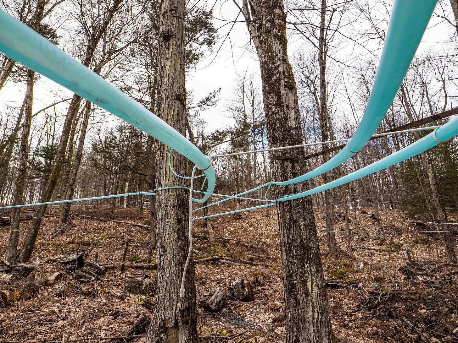 Sap lines for boiling Maple Syrup