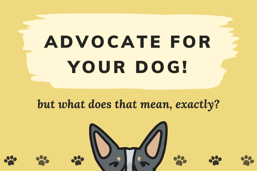 A pale yellow background with the text "advocate for your dog! but what does that mean exactly?" above a graphic illustration of a blue heeler's ears