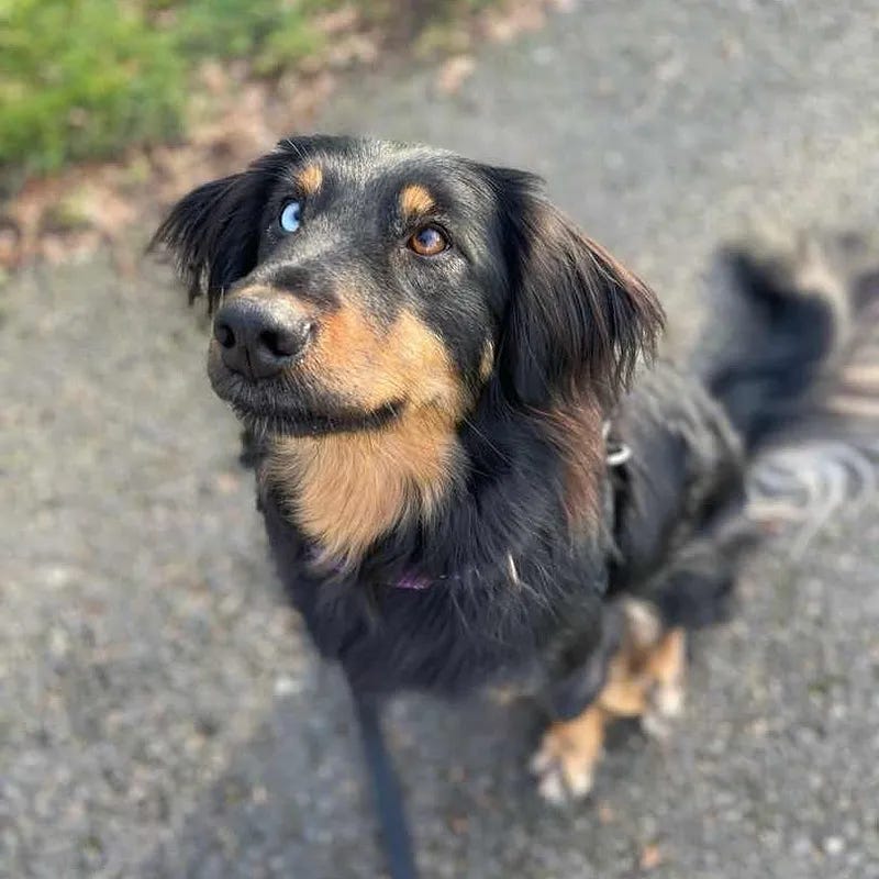 A black dog of mixed breed with tan fur around his muzzle and floppy, fuzzy ears looks expectedly at the camera. He has one blue eye and one brown eye