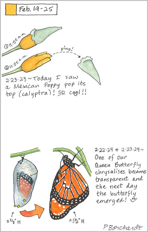 Perpetual Journal, week of Feb. 19-25: Queen Butterfly as a Chrysalis and after Emerging as a Butterfly (2024); Mexican Poppy Popping its Top (2023)