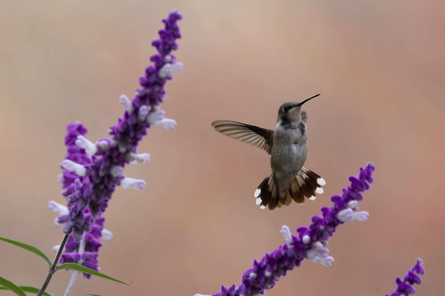a small bird with a long, needle-thin beak, gray belly, and short rounded wings heled outstretched with its tail feathers fanned out. it's facing toward the viewer with the head to image right, in between a pair of long stalks with small purple flowers. around them, like lavender (though it's salvia, not lavender)