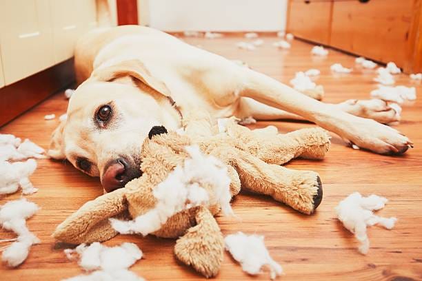 520+ Dog Tearing Stock Photos, Pictures & Royalty-Free Images - iStock | Dog  tearing up couch, Dog tearing paper, Dog tearing up