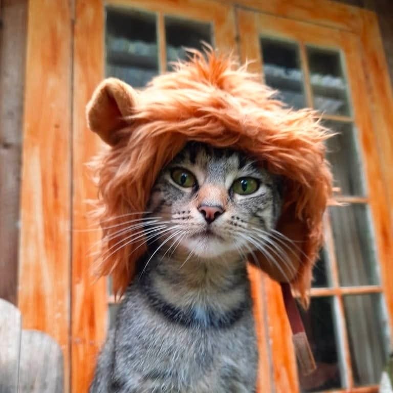 Ist möglicherweise ein Bild von Raubkatze und Katze