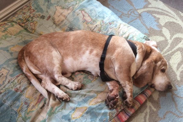 Older Basset House resting on a map of the world cushion