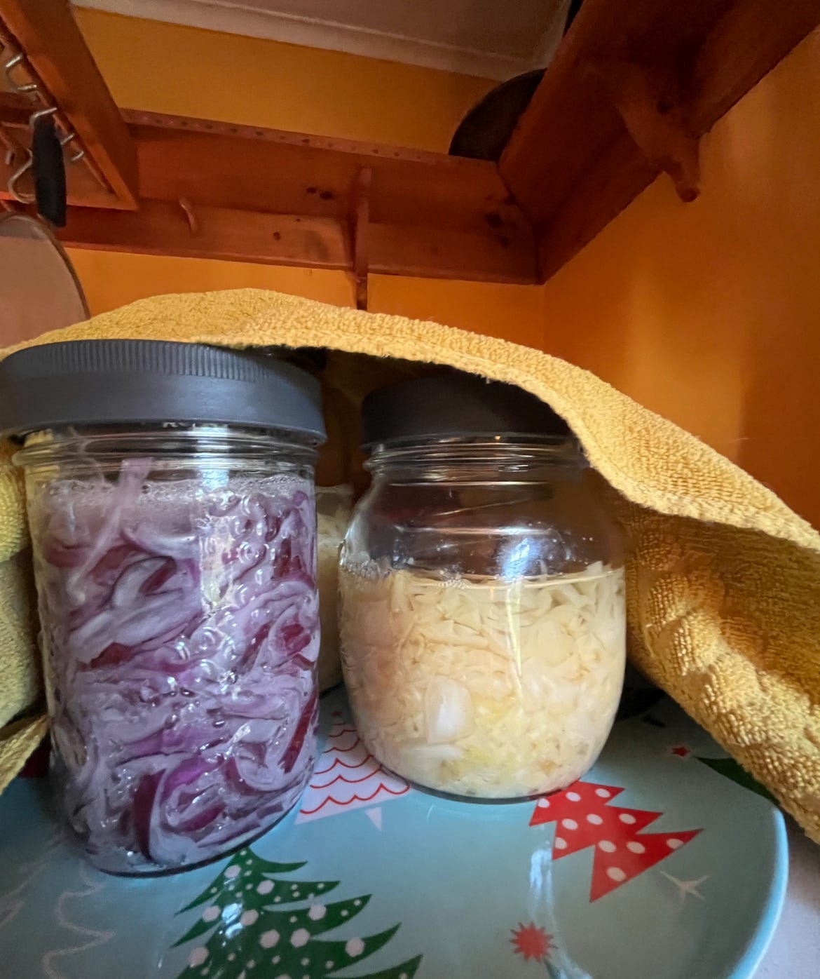 A jar of homemade sauerkraut and a jar of homemade red onion pickles peek out from beneath a towel on top of my fridge