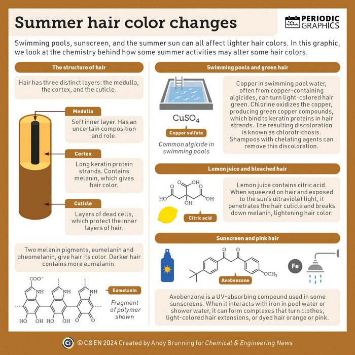 Infographic looking at the chemistry behind how some summer activities may alter some hair colors. The first column of the graphic highlights the three layers of hair: the medulla, a soft inner layer with an uncertain composition and role; the cortex, formed from long keratin protein strands and containing melanin, which gives hair color; and the cuticle, layers of dead cells, which protect the inner layers of hair. Copper in swimming pool water, often from copper-containing algicides, can turn light-colored hair green. Chlorine oxidizes the copper, producing green copper compounds, which bind to keratin proteins in hair strands. The resulting discoloration is known as chlorotrichosis. Shampoos with chelating agents can remove this discoloration.Lemon juice contains citric acid. When squeezed on hair and exposed to the sun’s ultraviolet light, it penetrates the hair cuticle and breaks down melanin, lightening hair color. Avobenzone is a UV-absorbing compound used in some sunscreens. When it interacts with iron in pool water or shower water, it can form complexes that turn clothes, light-colored hair extensions, or dyed hair orange or pink.