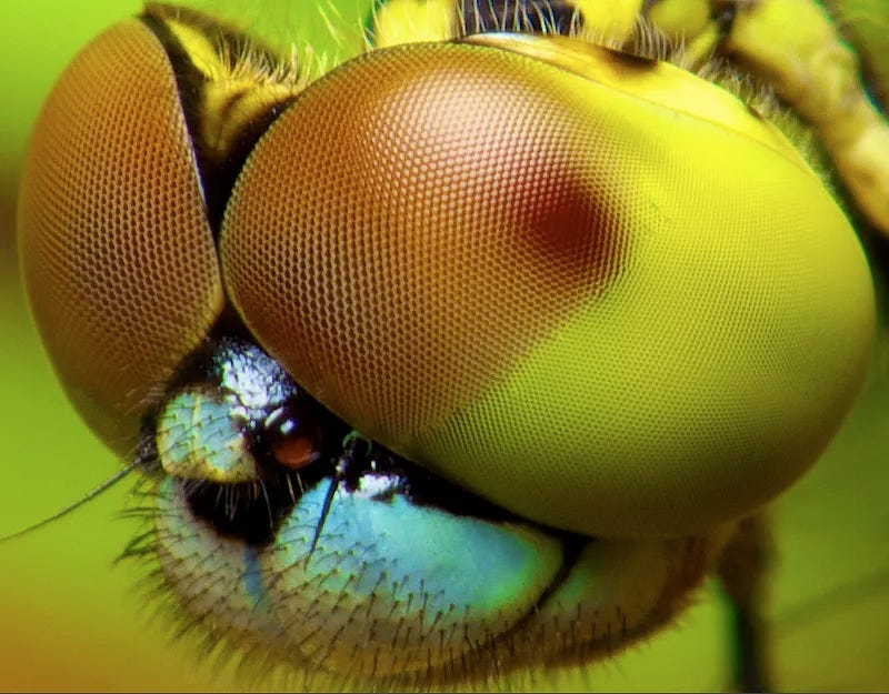 This Camera Looks at the World Through an Insect's Eyes | Smithsonian