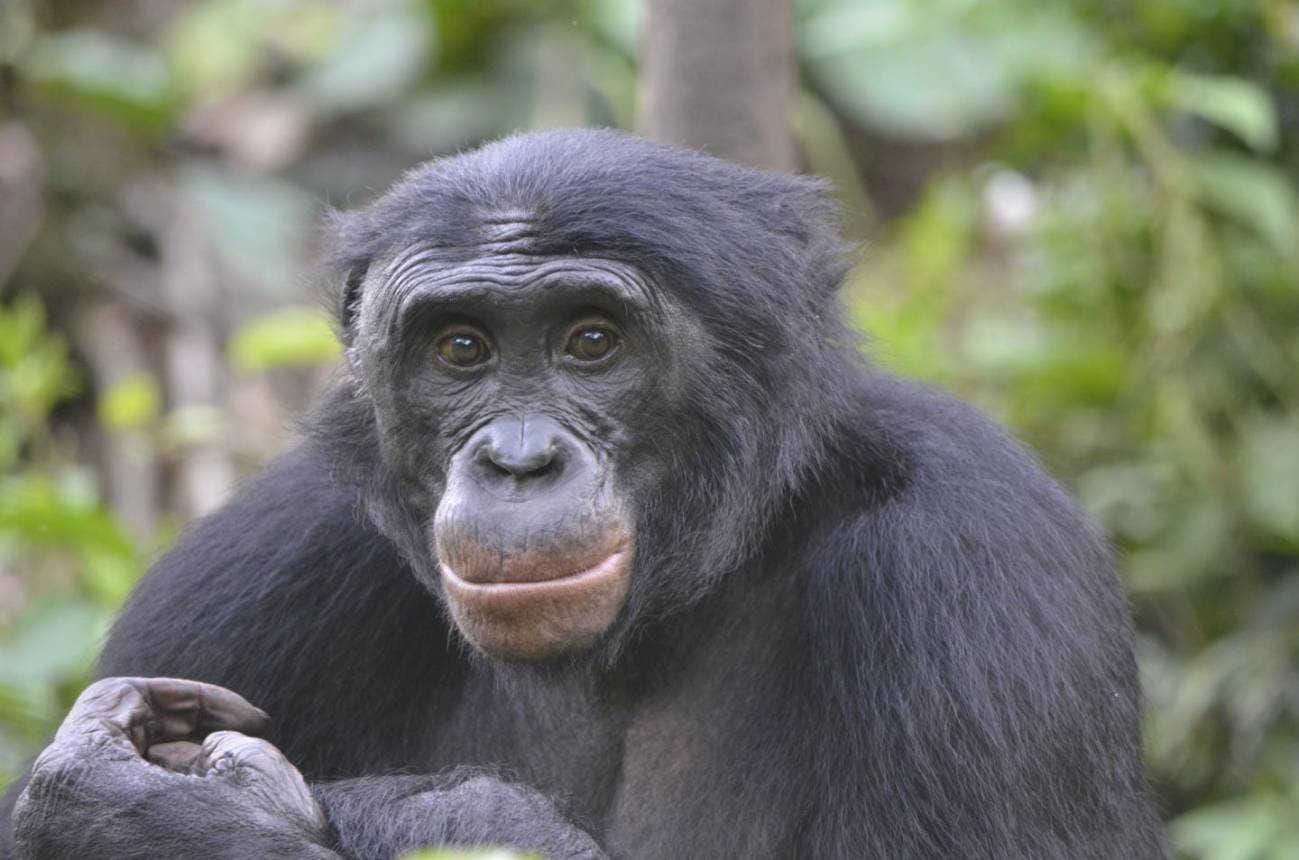 imagen de un bonobo que mira directamente a la cámara con gesto amable