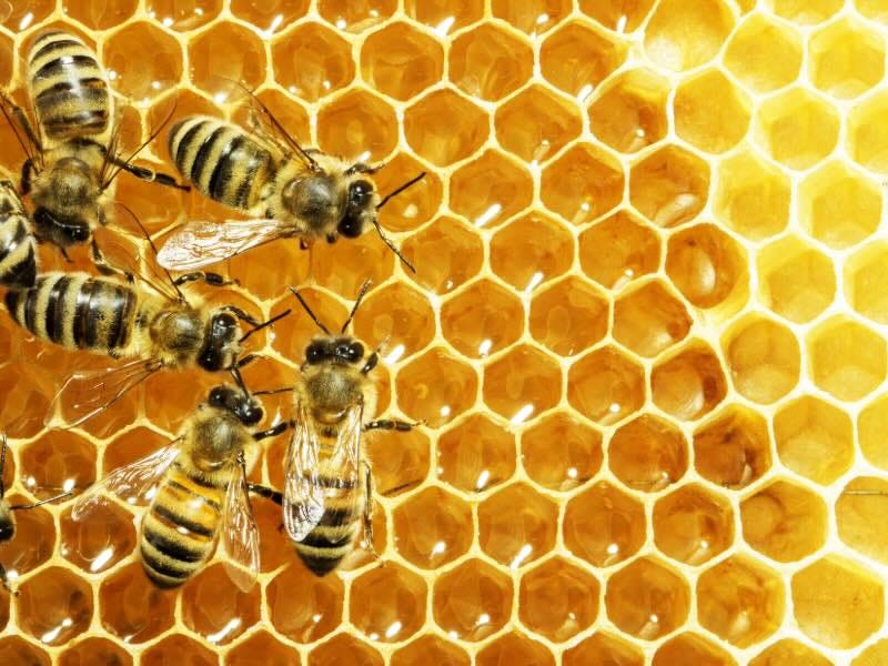 Closeup of honeycomb and working bees.