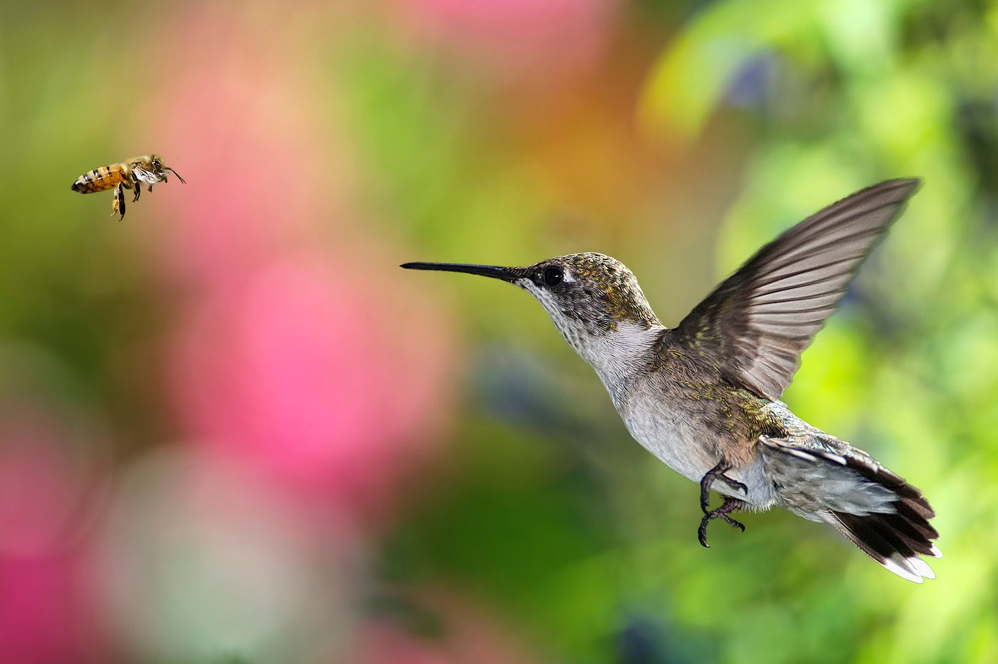 You Should Think of Hummingbirds as Bees With Feathers - The New York Times