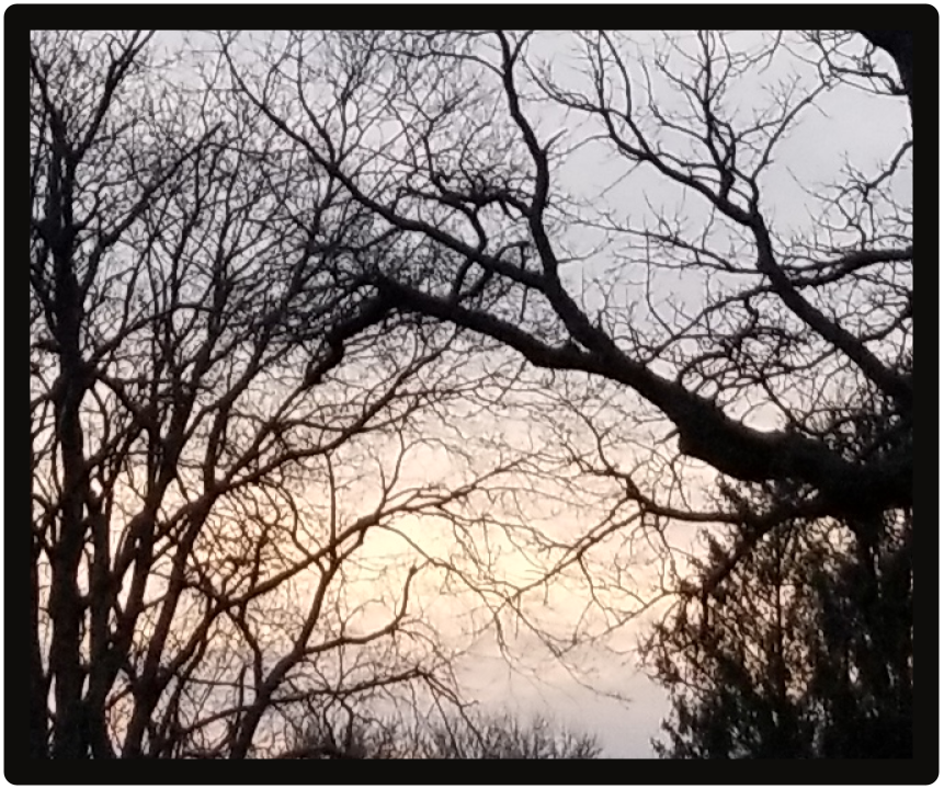 Tree limbs with sky at sunset