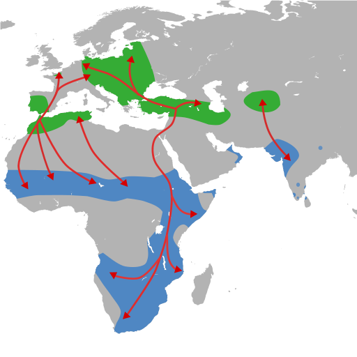 Distribuzione e rotte di migrazione delle cicogne bianche.