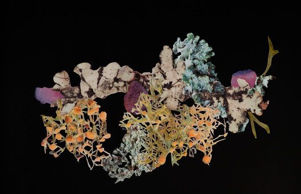 Lichens create one-of-a-kind nature art - Greenability Magazine