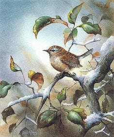 140 Wren Painting Projects ideas | beautiful birds, bird art, wren